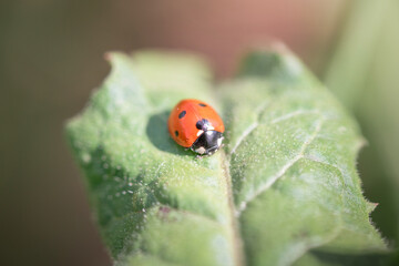 Obraz premium Ladybug on a beautiful flower very close up.