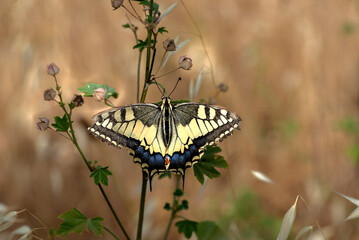 The sparrow tail makes a visual feast with the wonderful pattern on the butterfly.
