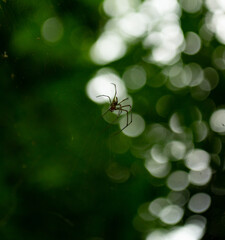 Naklejka premium Spider on a web