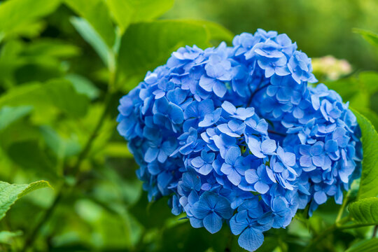 「花弁6枚」の画像 - 1,090 件の Stock 写真、ベクターおよびビデオ | Adobe Stock