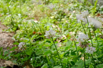 white clover in full blooming