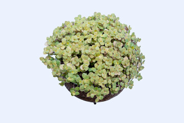 a small plant in a pot isolated on a white background-suitable for indoor decoration