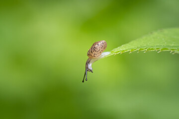 Tiny snail sits on a green leaf and looks downwards, green nature background