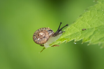 Tiny snail sits on a green leaf green nature background