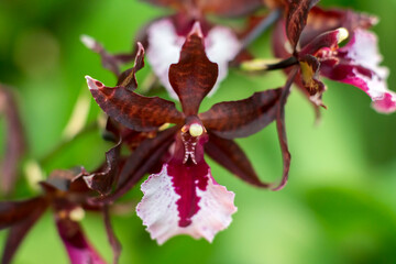 Deep purple and white orchid, in narrow depth-of-field image