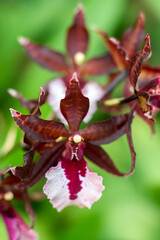 Naklejka na ściany i meble Deep purple and white orchid, in narrow depth-of-field image