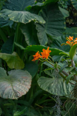 Fototapeta premium Vegetation with large green leaves and orange flowers