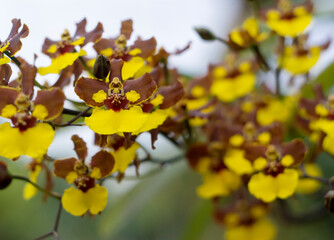 Oncidium Croesus Orchid flower, yellow and maroon/brown. Narrow depth-of-field close-up image
