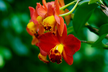 Cattleya orchids. Close-up with soft background