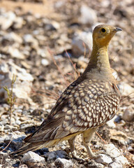 Male Namaqua Sandgrouse, Kgalagadi
