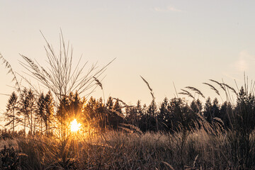 Fototapeta premium sunrise in late winter in a piece of eifel forest germany