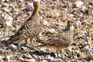 Male and Female Namaqua Sandgrouse in the Kgalagadi