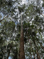Fototapeta premium trees in the forest