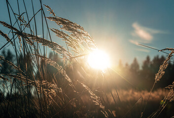 sunrise in late winter in a piece of eifel forest germany