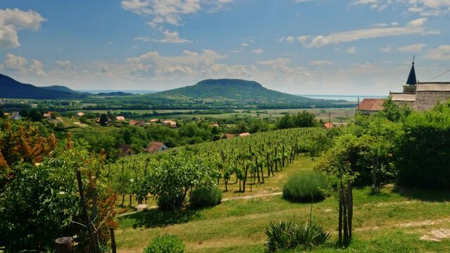 Cultivated grapevines in a vinery in early summer or spring. Famous wine region Badacsony, Hungary, Balaton.
