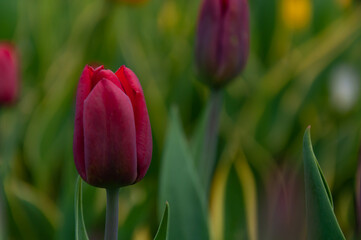 Dark red tulips. Tulip bud among green leaves. Young plants. Blooming flowers. Simple composition. Crop. Selective focus.