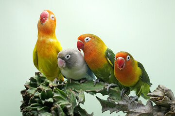 Four lovebirds are perched on a cactus tree. This bird which is used as a symbol of true love has...