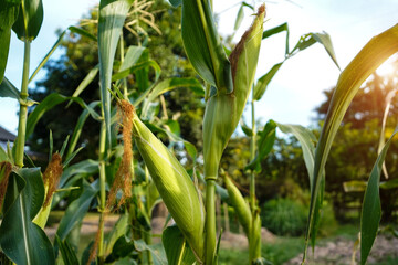 Corn field close up. Selective focus.Green Maize Corn Field Plantation in Summer Agricultural Season.