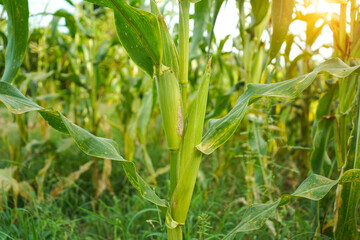 Corn field close up. Selective focus.Green Maize Corn Field Plantation in Summer Agricultural Season.