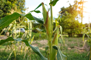 Corn field close up. Selective focus.Green Maize Corn Field Plantation in Summer Agricultural Season.