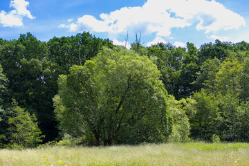 View across a meadow to the edge of the forest