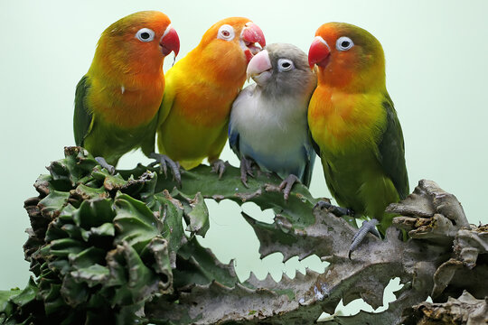 Four lovebirds are perched on a cactus tree. This bird which is used as a symbol of true love has the scientific name Agapornis fischeri.