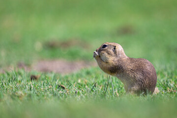 Cute European ground squirrel (Spermophilus citellus) sitting on a field eating grass