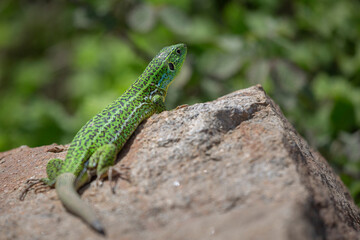 Naklejka na ściany i meble green lizard image on stone