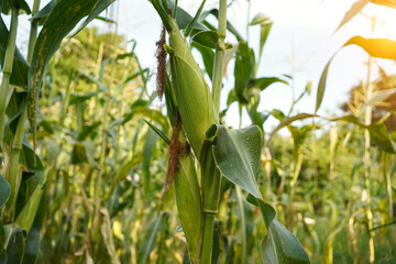 Corn field close up. Selective focus.Green Maize Corn Field Plantation in Summer Agricultural...