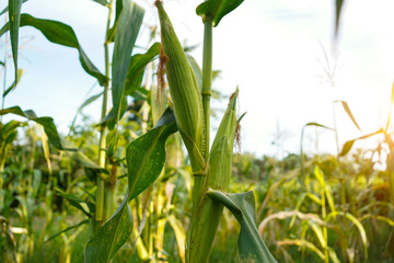 Corn field close up. Selective focus.Green Maize Corn Field Plantation in Summer Agricultural Season.