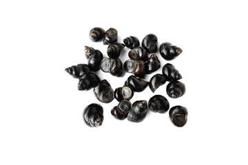 Thai river mollusks that live in freshwater or River snails on white background. Edible and economic agriculture products that some Thai farmers make the mollusks farm for sell to the restaurants. 