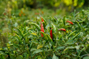 fresh chilli on tree in the farm