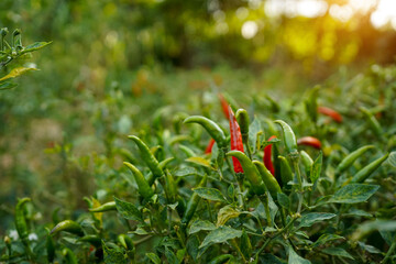 fresh chilli on tree in the farm