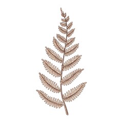 Hand drawn fern isolated on white. Vector illustration in sketch style.