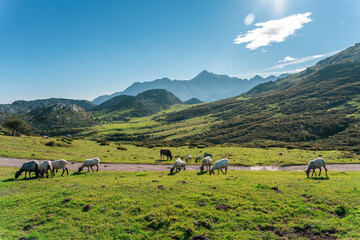 sheep grazing in green meadows with mountains at the Covadonga lakes, Asturias