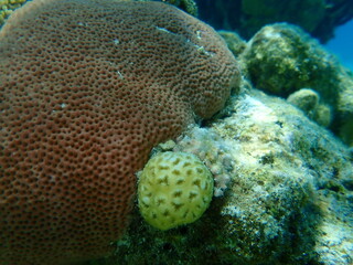 Golfball coral or small star coral (Favia fragum) and round starlet coral or massive starlet coral, reef starlet coral (Siderastrea siderea) undersea, Caribbean Sea, Cuba, Playa Cueva de los peces