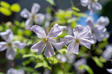 クレマチスプリンスチャールズ