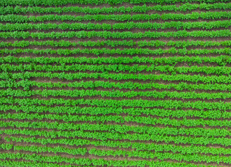 potato plants in the field. aerial view from drone