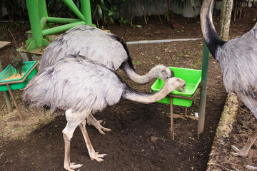 Group of young ostrich with grey feathers feeding from plastic tray at zoo in Malang, Indonesia.