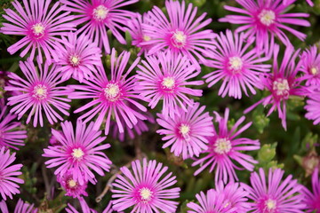 Fototapeta premium Hope you enjoy this beautiful spring season