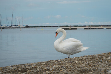 White swan standing on the shoreline of a lake.