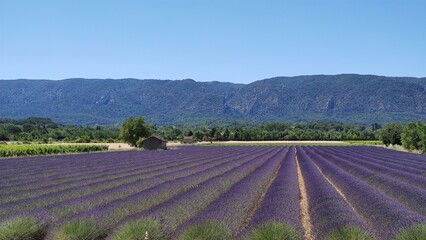 Fototapeta na wymiar Balade en Provence - Lavandes
