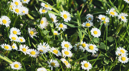 Fototapeta premium Wild daisy flowers growing in the meadow, white daisies on green grass background
