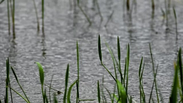 Reeds in the water during a Spring Rain Shower at Aqua-Terra Wildlife Park in Broome County in Upstate NY.  