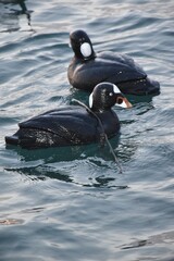 A scoter decoy on a long line