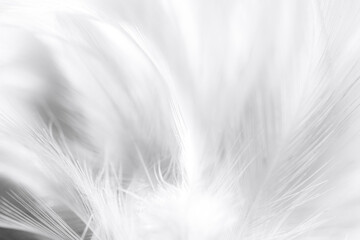 white feather background,white feather wooly pattern texture background