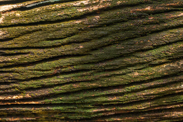 Bark of cedar tree texture background,dry tree texture,Texture Of Wood 