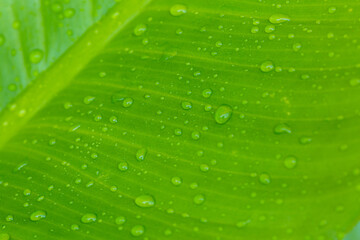 macro leaf and water drop,Macro closeup of Beautiful fresh green leaf with drop of water nature background.