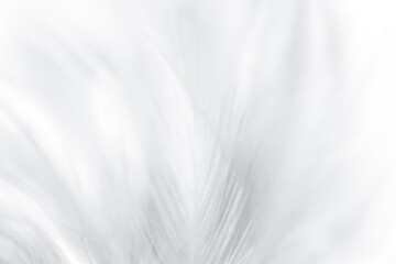 white feather background,white feather wooly pattern texture background