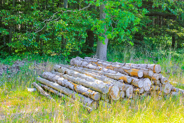 Sawed off and stacked logs tree trunks forest clearing Germany.